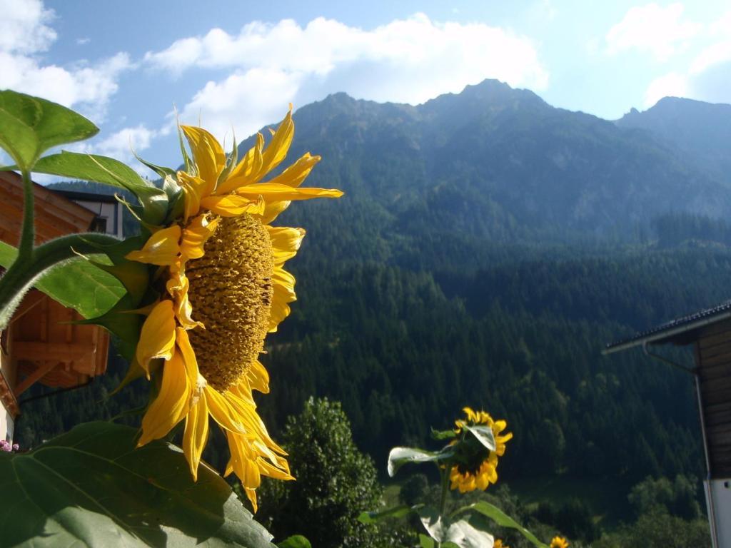Arche Hof Oebristhof Apartment Kleinarl Bagian luar foto